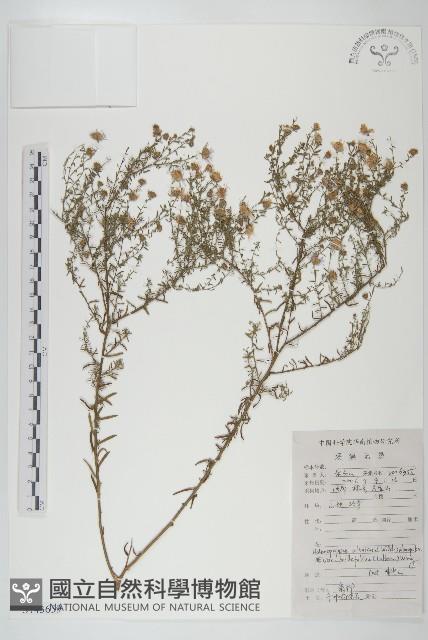 阿爾泰狗娃花藏品圖，第1張