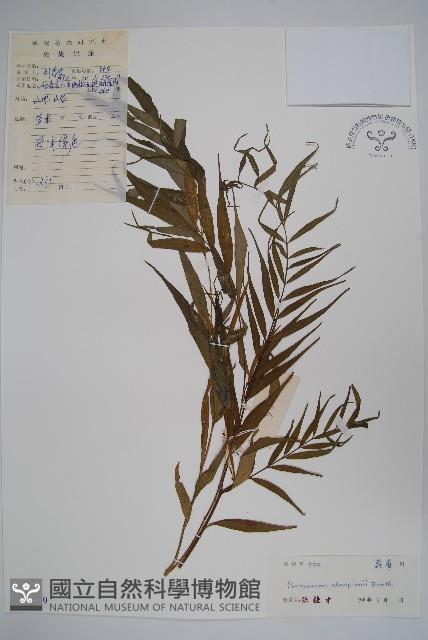 石蘿藦藏品圖，第1張