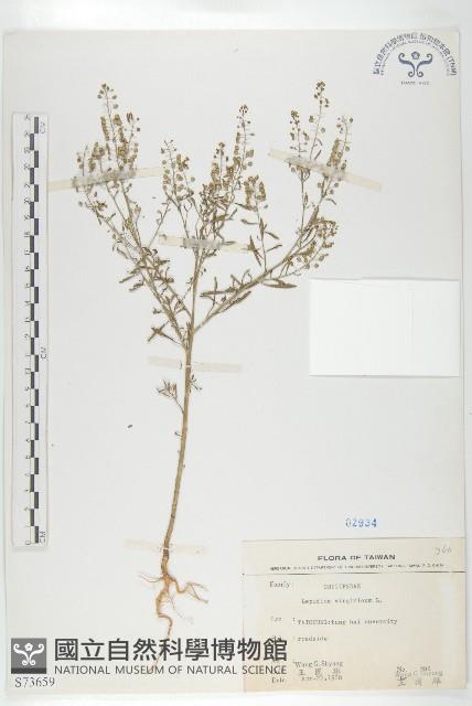 獨行菜藏品圖，第1張