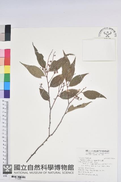 巒大越橘藏品圖，第1張