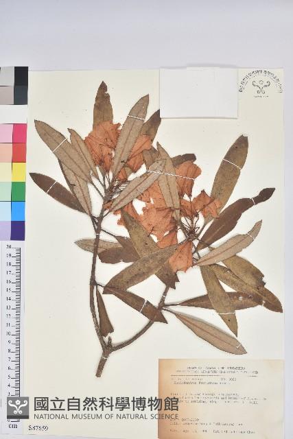 臺灣杜鵑藏品圖，第1張