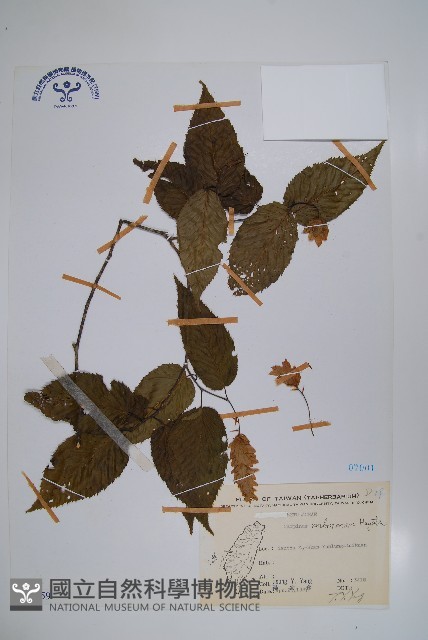 蘭邯千金榆藏品圖，第1張