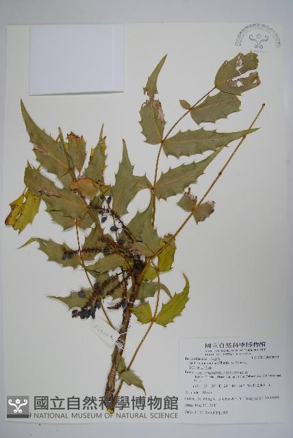 十大功勞藏品圖，第1張