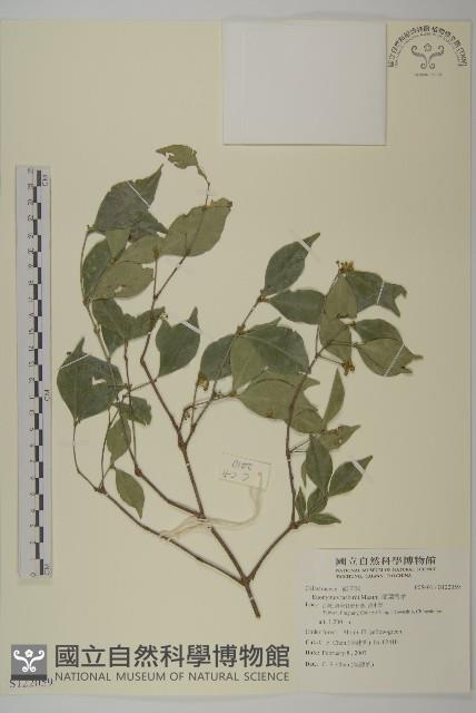 菱葉衛矛藏品圖，第1張