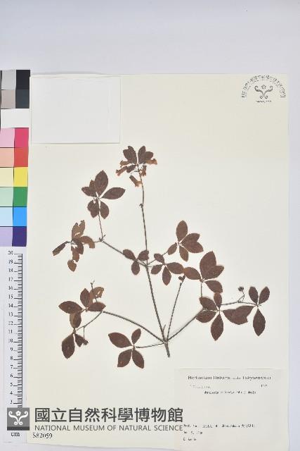 毛萼仿杜鵑藏品圖，第1張