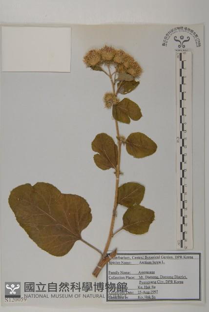 牛蒡藏品圖，第1張