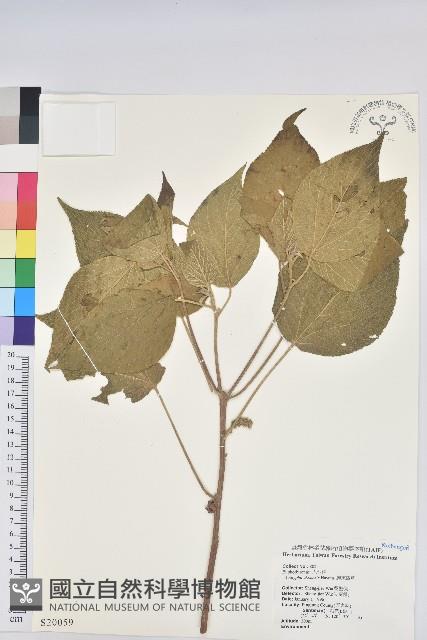 屏東鐵莧藏品圖，第1張