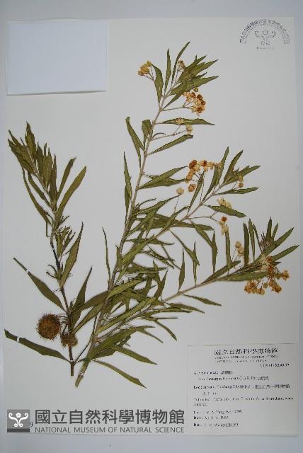 釘頭果藏品圖，第1張