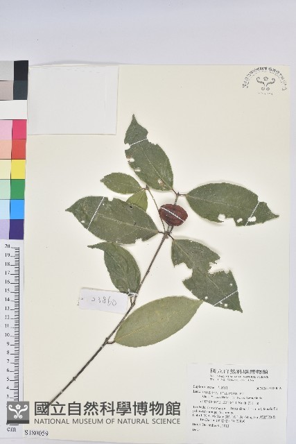登錄號:S180059藏品圖，第1張