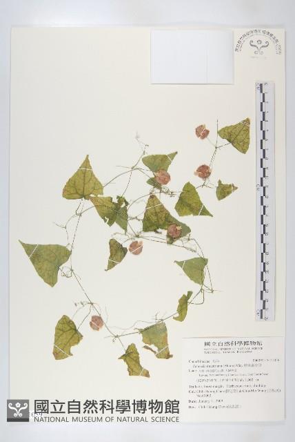 黑果馬交兒藏品圖，第1張