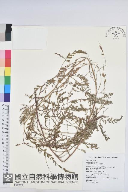 葉下珠、珠仔草藏品圖，第1張