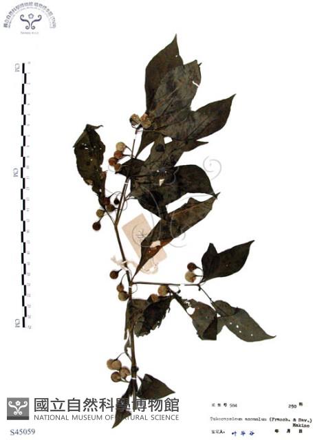 龍珠藏品圖，第1張