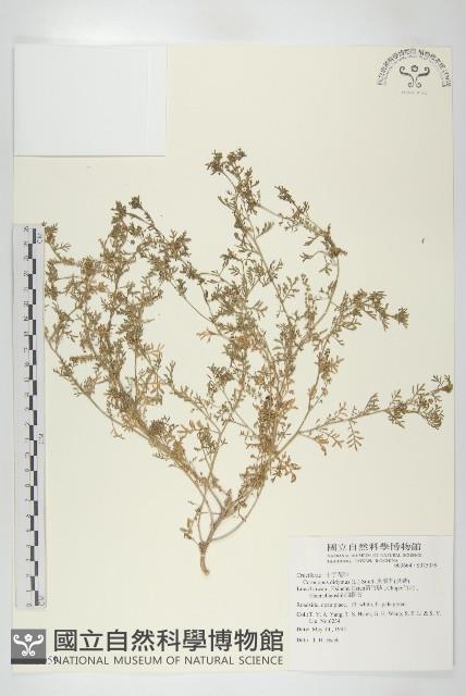 臭濱芥、臭薺藏品圖，第1張