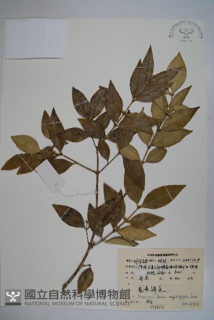 大葉黃楊藏品圖，第1張