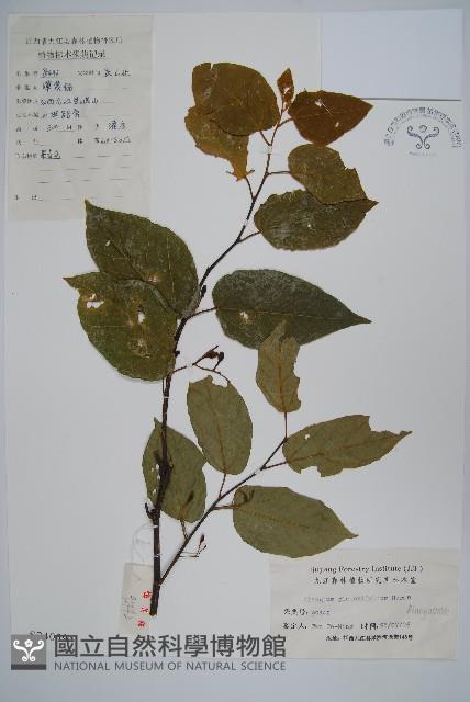 八角楓、瓜木藏品圖，第1張