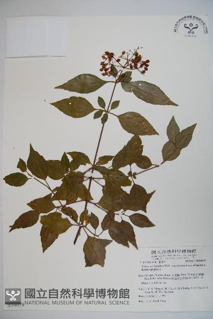 狹葉莢迷藏品圖，第1張