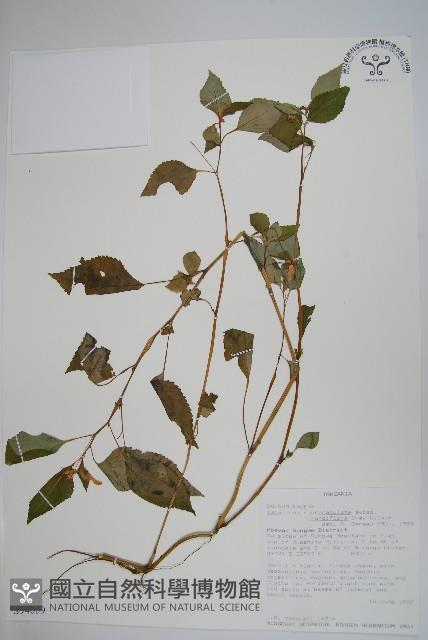 登錄號:S094059藏品圖，第1張