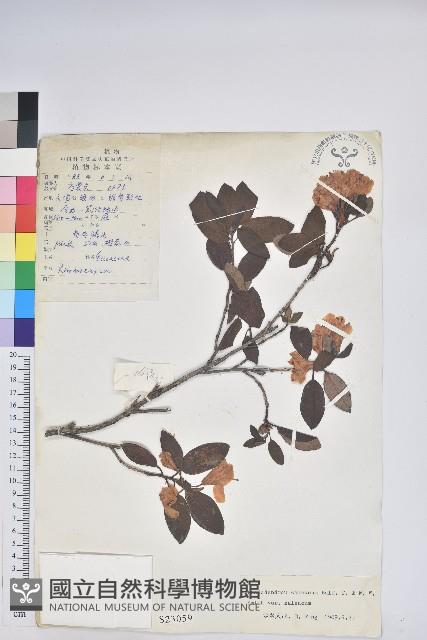 白面杜鵑藏品圖，第1張