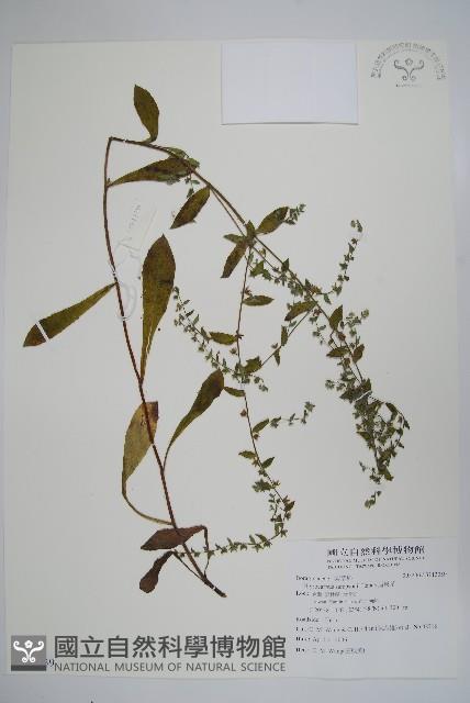 盾果草藏品圖，第1張