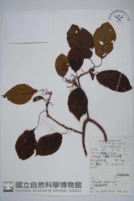 硬齒獼猴桃藏品圖，第1張