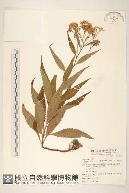 黃菀藏品圖，第1張