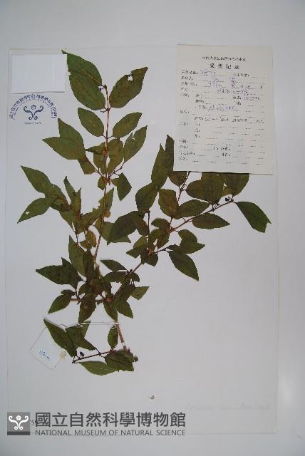 柳葉忍冬藏品圖，第1張