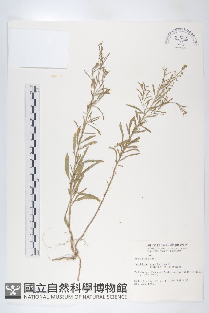 獨行菜藏品圖，第1張