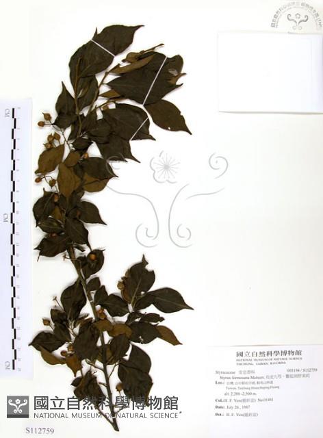 烏皮九芎、奮起湖野茉莉藏品圖，第1張