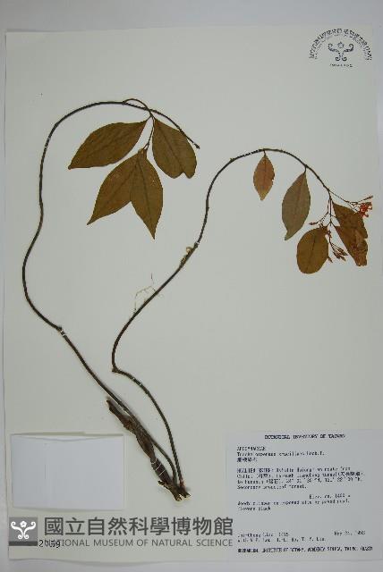 細梗絡石藏品圖，第1張