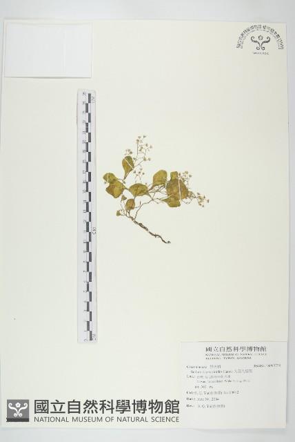 大葉火焰草藏品圖，第1張