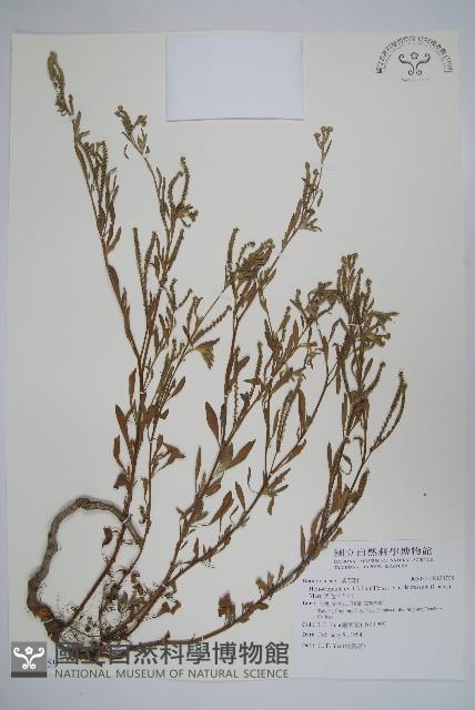 伏毛天芹菜藏品圖，第1張