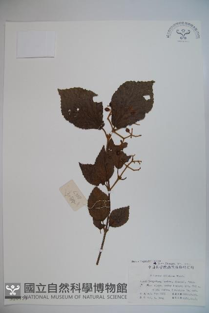 莢迷藏品圖，第1張