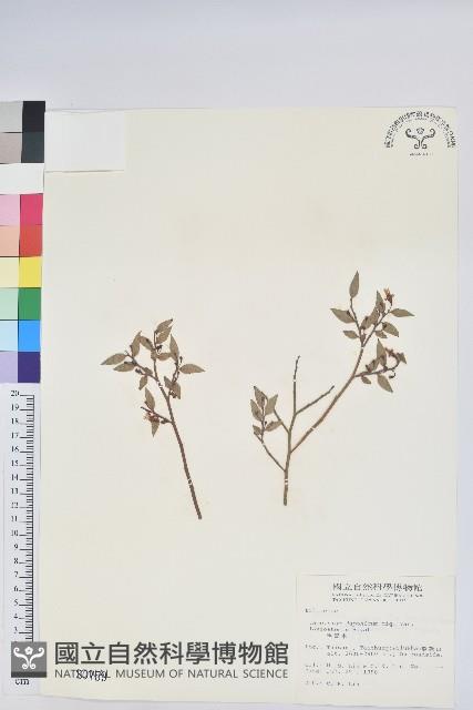 毛蕊花藏品圖，第1張