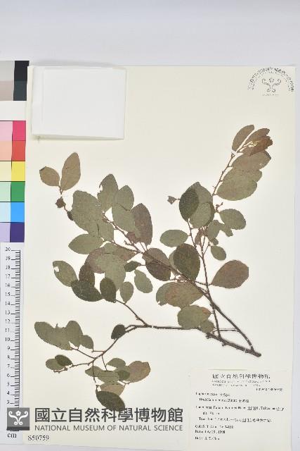 土密樹藏品圖，第1張