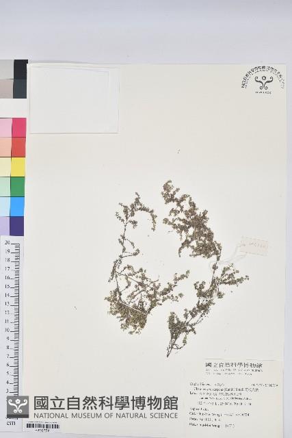 匐根大戟藏品圖，第1張