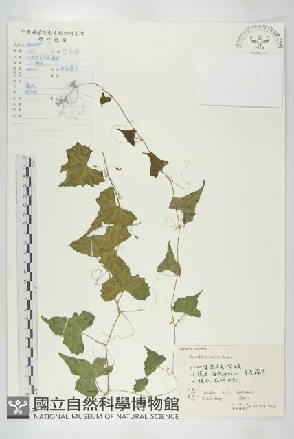 老鼠冬瓜藏品圖，第1張