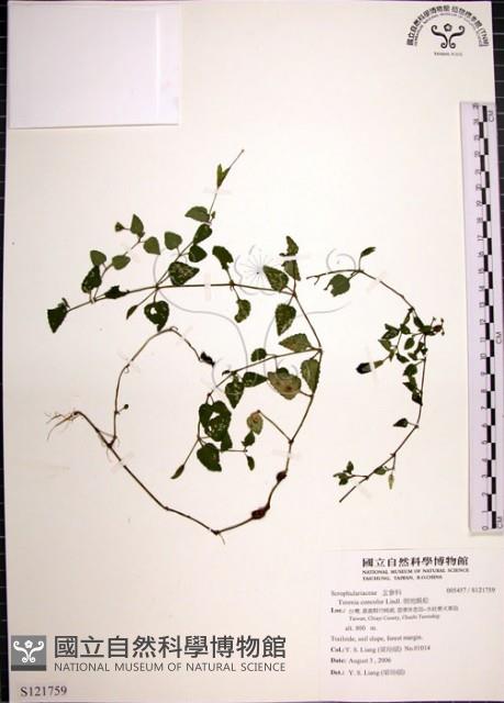 倒地蜈蚣藏品圖，第1張