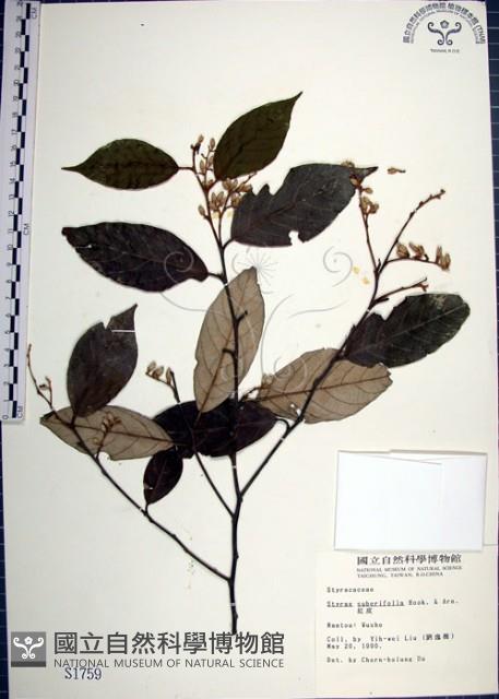 紅皮、葉下白、赤仔尾藏品圖，第1張