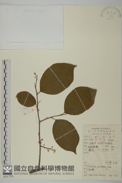 哥蘭葉藏品圖，第1張