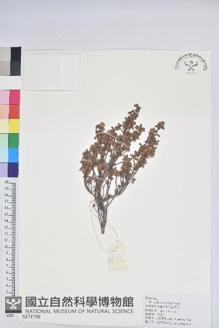 永寧杜鵑花藏品圖，第1張