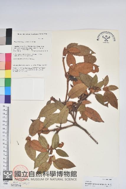 附生杜鵑藏品圖，第1張