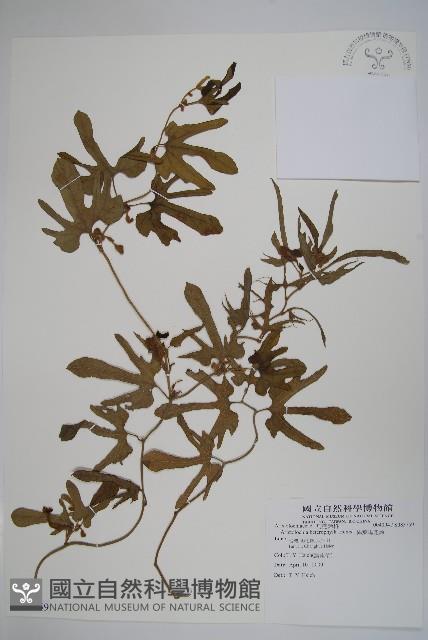 異葉馬兜鈴藏品圖，第1張