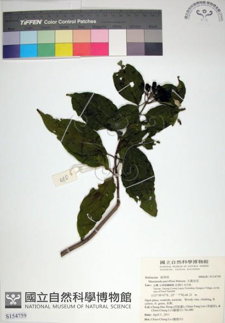 玉葉金花藏品圖，第1張