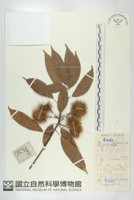 猴歡喜藏品圖，第1張