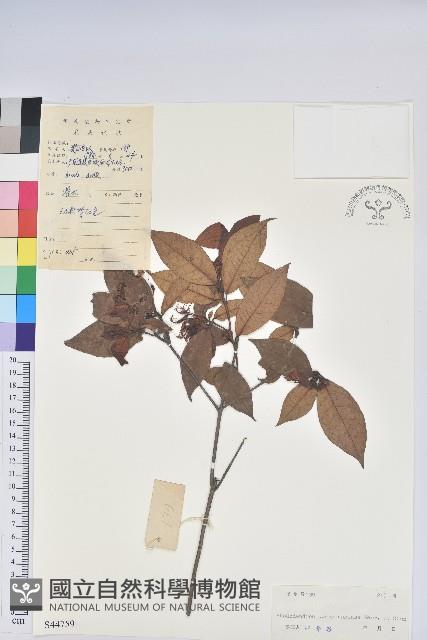 廣東杜鵑藏品圖，第1張