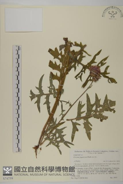 小薊藏品圖，第1張