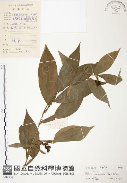 柚葉藤藏品圖，第1張