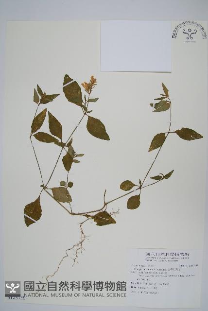 臺灣明萼草藏品圖，第1張