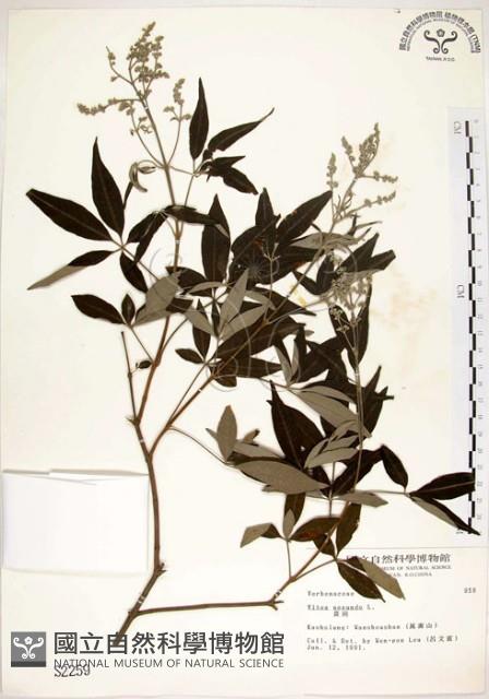 黃荊藏品圖，第1張