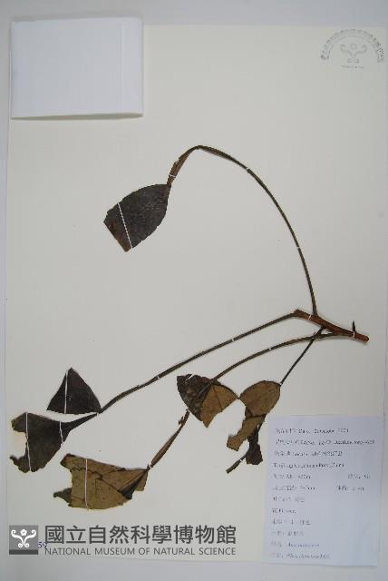 鹽膚木藏品圖，第1張